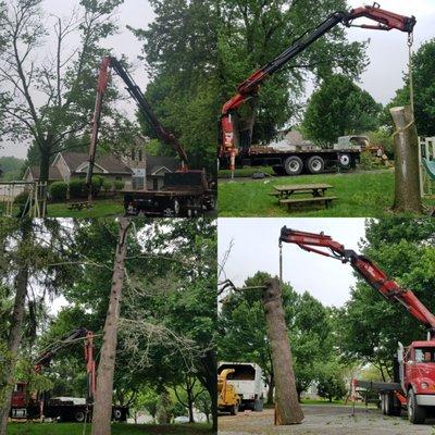 Removing a dying Norway maple and a dead Eastern Hemlock at Creekside's Community building.