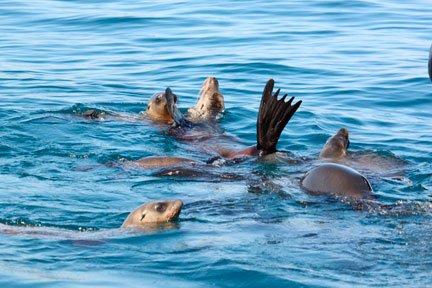 Seals getting some sun!