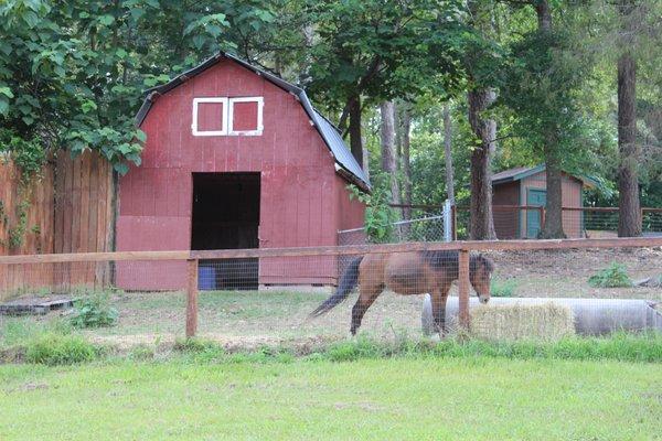 Small horses