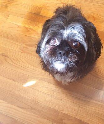 Meet my Shih Tzu dog Gary.