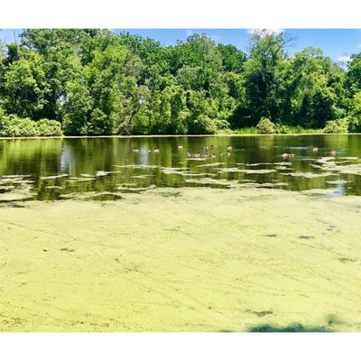 The lake is large and  people do fish from it. A lot of algae floating? In the distance there were a lot of geese swimming around