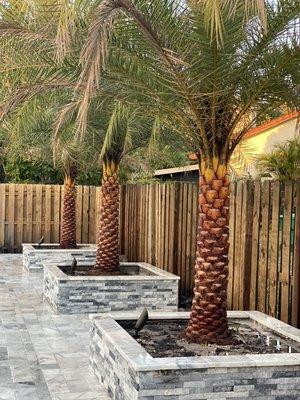 Palm tree install with paver wall, Modern & beautiful! Call now for your free estimate 754.226.6518 we can do this for your backyard!