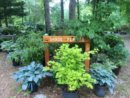 Shade Plant Garden Area