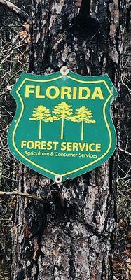 The Longleaf Pine Greenway Trail