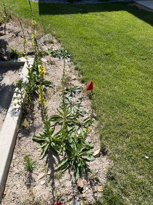 THIS IS THE FRONT YARD THAT WAS TORE UP LAST YEAR. THOSE ARE WEEDS NOT PLANTS