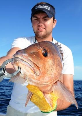 Gray Snapper - sometimes are called Mangrove Snappers