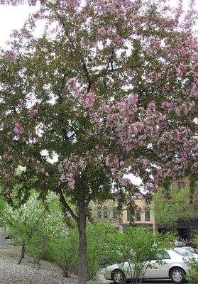 The Library in spring.