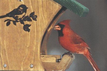 Cardinal on Hopper Feeder