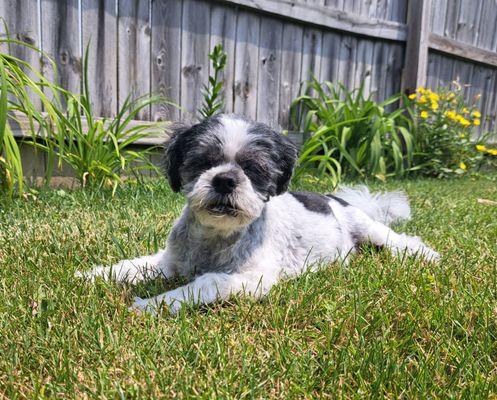 Cindy of Animal House provided patient, individualized grooming for my late Shih Tzu, Luna.