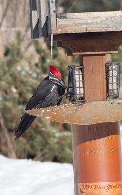 Visitor at the MN Backyard Birds feeding area