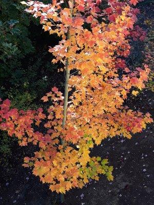 Beautiful fall leaves from my apartment