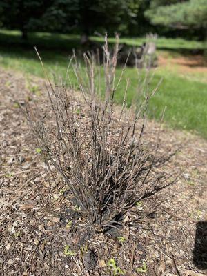 Viburnum Bush