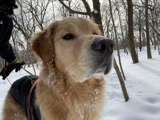 Winter walk