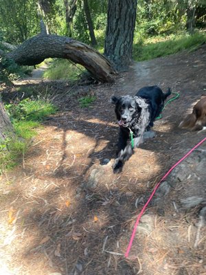 My dog on a hike with Jessy.