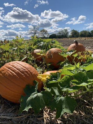 Pumpkin Patch