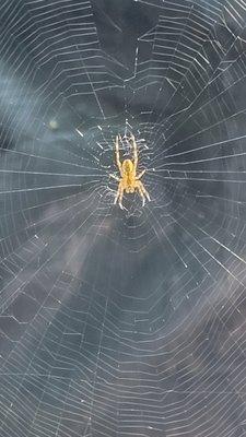 Love looking at their webs, hate walking through them!