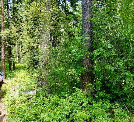 Variety of vegetation