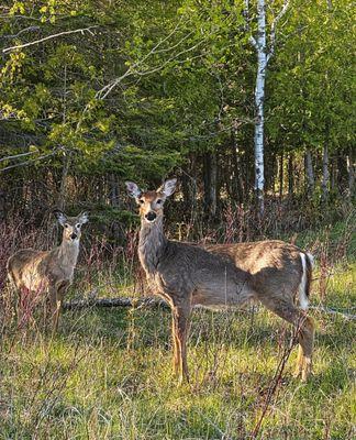 Tons of wildlife around! Deer, Bears, Red Fox, and tons of different birds to name a few that we saw on our last trip!