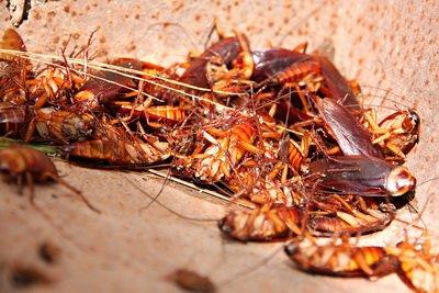 roaches in garage,  laundry & behind stove