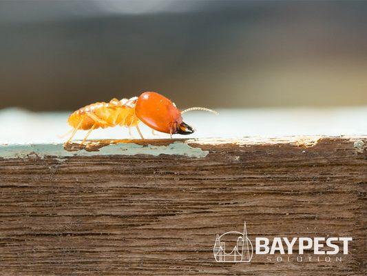 Bay Pest Solution