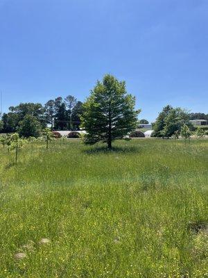 Large tree for the tree transplanting truck