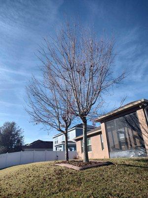 Brewer's Tree Service