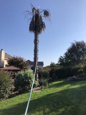 Removal of dead palm tree