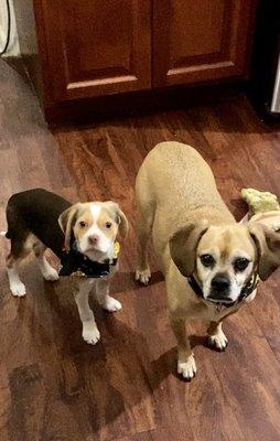 Maggie 4 month old Beage & Murphy 10 yr old Pug/Beagle mix