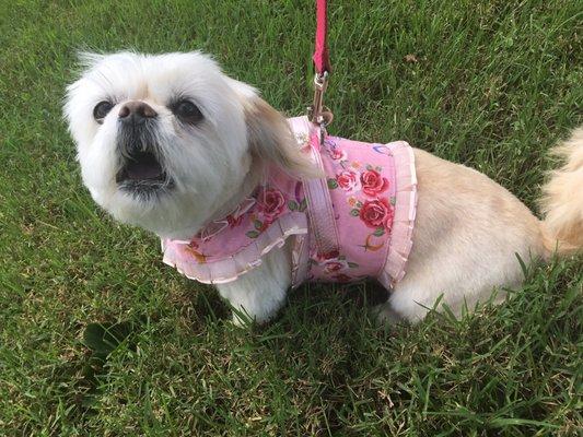 Lucy says, "That was fun, and I love my new vest harness, but let's go back home for my nap!"