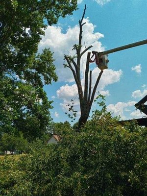 Bears Tree and Stump Removal