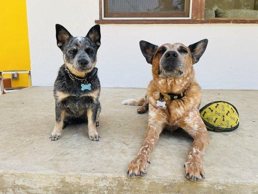 Happy healthy dogs after a weekend at Country Oaks