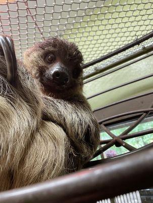 Hoffmann's two toed sloth