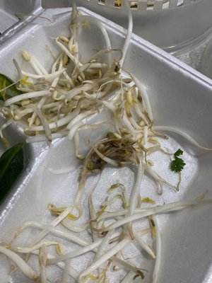 Bean Sprouts