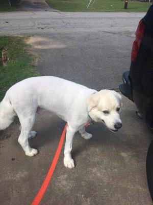 Jax after his haircut.