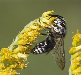 Bald Faced Hornet