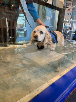 Our Hydrotherapy Treadmill is great for rehab & weight loss.