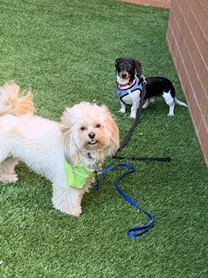 Puppy play date on the third floor terrace