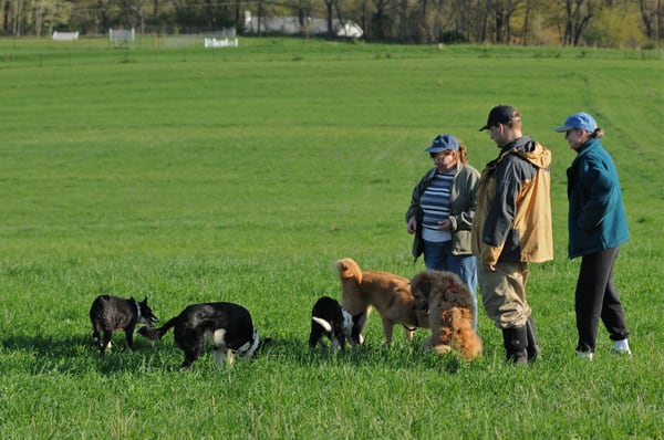 PUPPY HIKE is our Sunday morning off-lesh event. And the puppies love it.