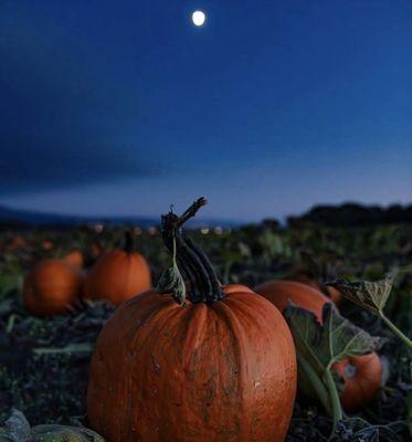 Pumpkin Festival in Half Moon Bay