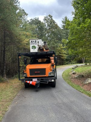 We use the Backet truck to do the job right.