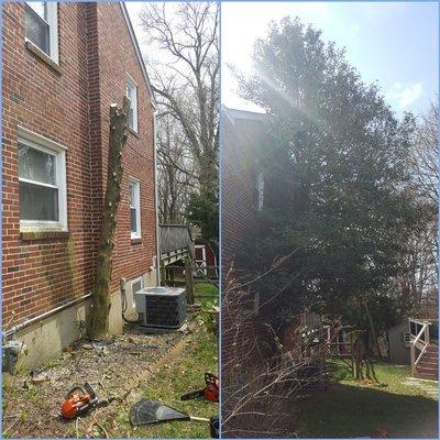 Tree removal