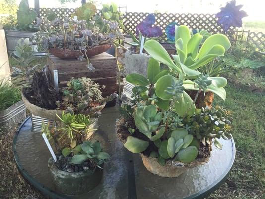 Hypertuffa planters for succulents