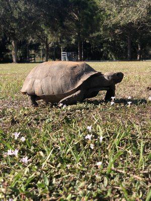 None furry friend enjoying the field. 11.01.2022