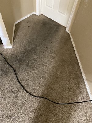 Miracle Carpet Cleaning