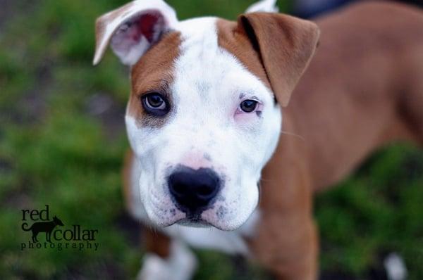 Chewie |  2010 Red Collar Photography