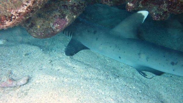 Whitetip reef shark