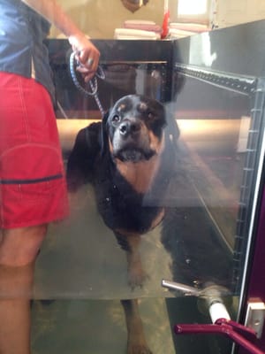 Water treadmill therapy.