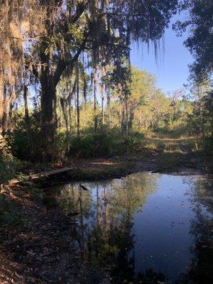 Large puddle in trail