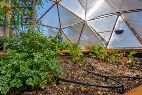 Inside a 26' Growing Dome Greenhouse