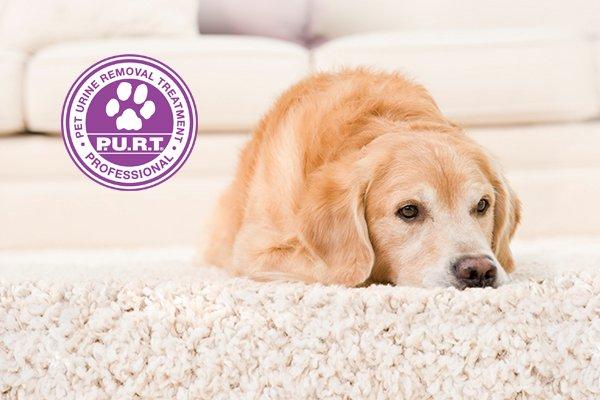 Our P.U.R.T. can remove pet urine from upholstery or carpet! Call now to see for yourself!